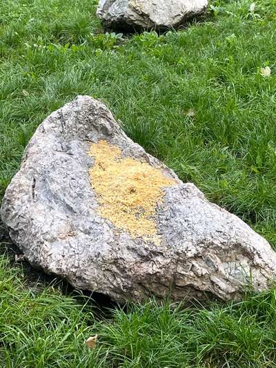 Giftköder-Vermutlich Giftköder in Hundezone-Bild