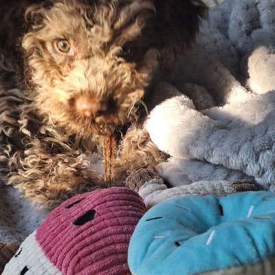 Hundetreffen-Welpentreff Lankwitz-Bild