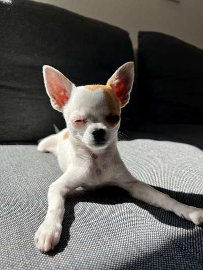 Wo sind die Chihuahua Besitzer ?-Beitrag-Bild