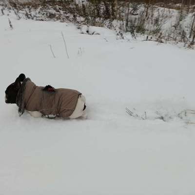 aktuelles Foto Gruppe Französische Bulldogge