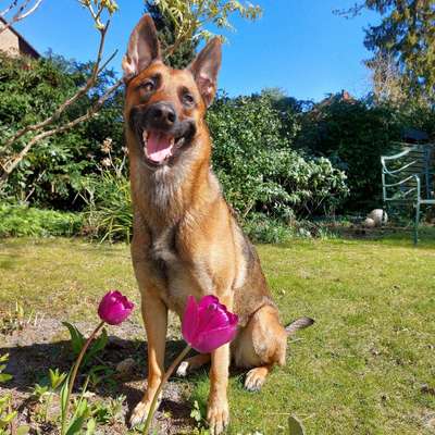 Hundetreffen-Treffen zum Toben