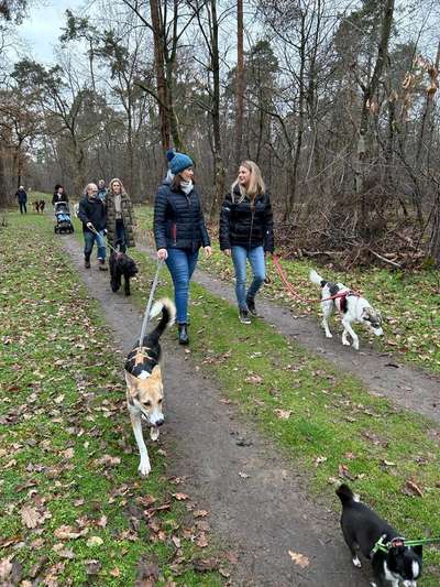 Giftköder-Spaziergang für Hunde-Bild