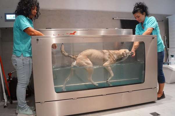 Giftköder-Unterwasserlaufband für Hunde-Bild