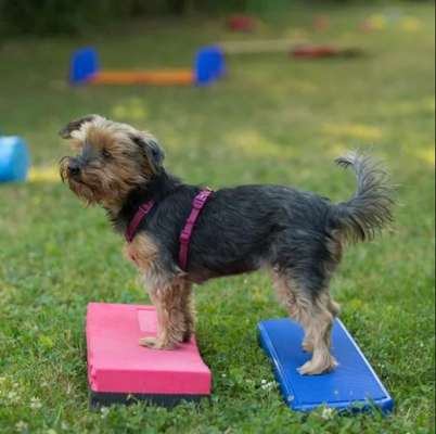 Giftköder-Training für Senioren und Handicaphunde-Bild