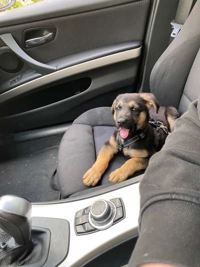 Schäferhund-Beitrag-Bild