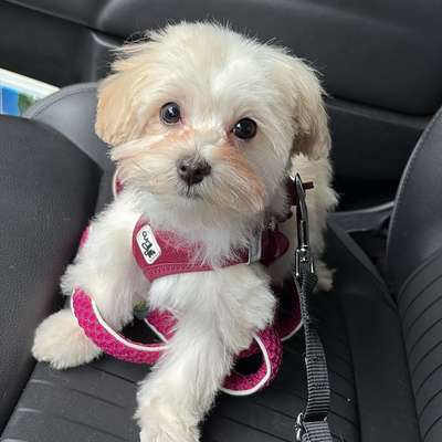 Hundetreffen-Gassifreunde