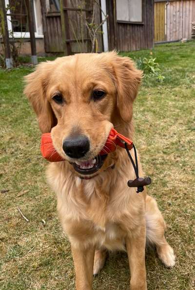 Wo sind die Golden Retriever Liebhaber?-Beitrag-Bild