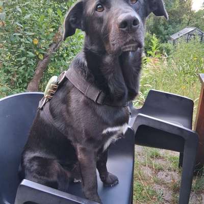Hundetreffen-🐾 Hundefreunde für langfristigen Hundekontakt gesucht 🐾-Bild