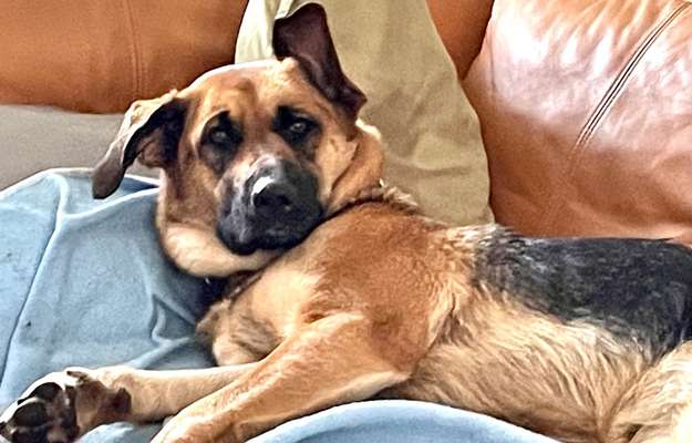 Schäferhund-Beitrag-Bild