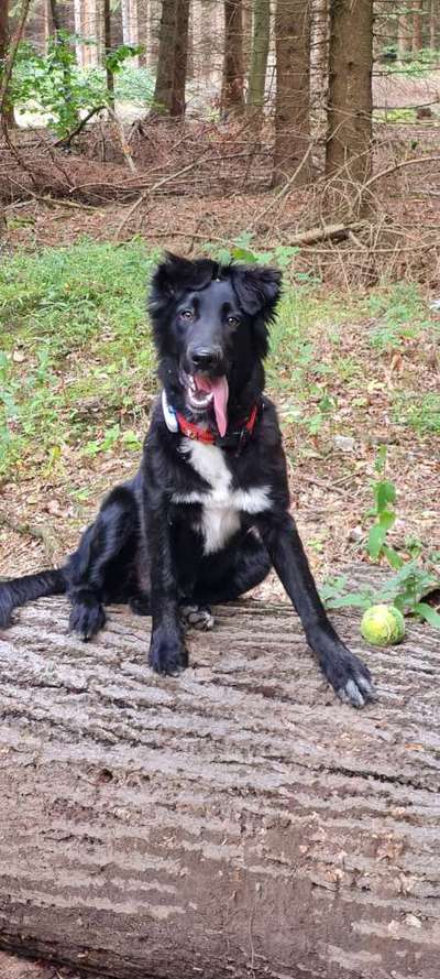 Gibt's hier noch mehr Border Collies???-Beitrag-Bild
