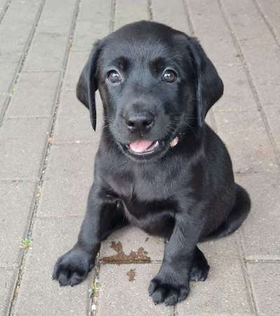 Wo sind meine Labrador Freunde-Beitrag-Bild