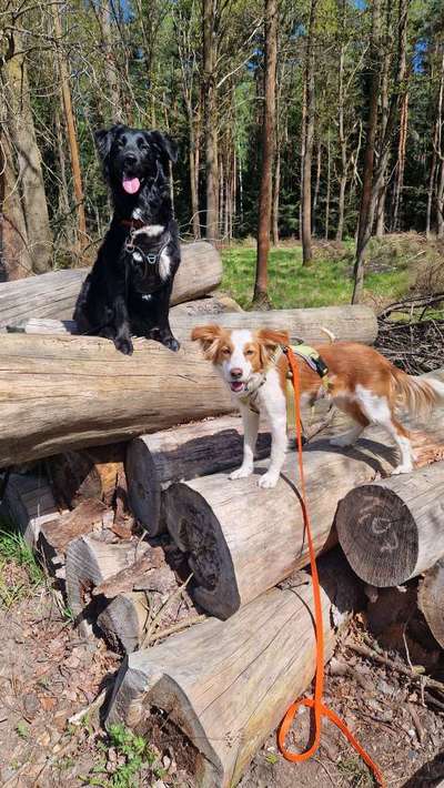 TierschutzhundeStammtisch🐕-Beitrag-Bild