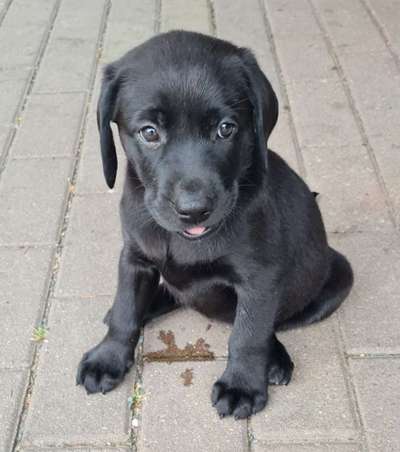 Wo sind meine Labrador Freunde-Beitrag-Bild