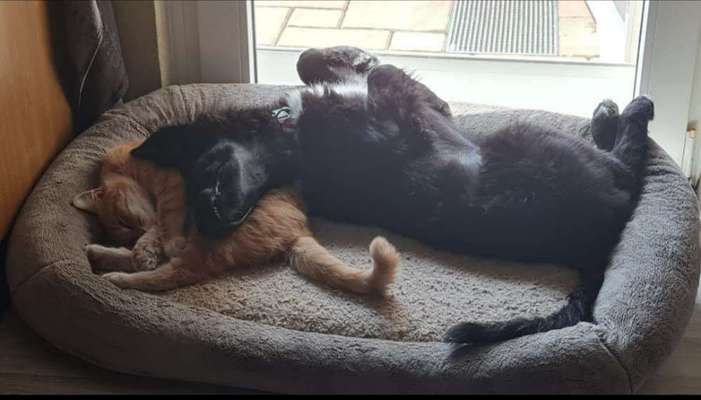 98.Fotochallange  - Hunde zeigen Zuneigung-Beitrag-Bild