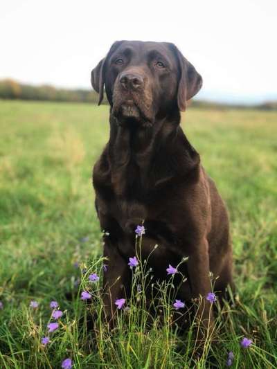 Foto's und Hundemodels-Beitrag-Bild