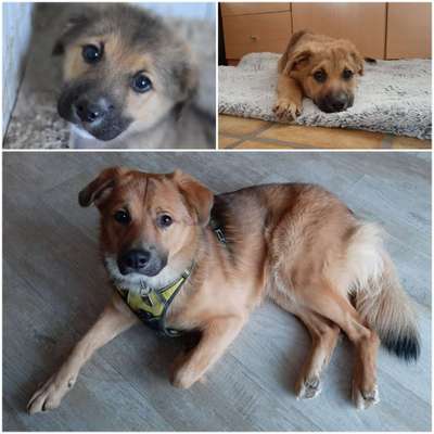 Welpen Bilder !-Beitrag-Bild