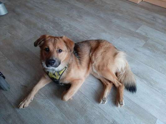 Welche Hunderasse-Beitrag-Bild