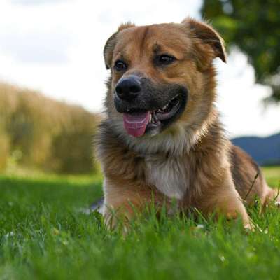 Hundetreffen-Gassi Gang Erder-Bild