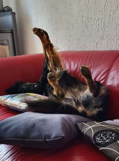 Dogorama Photo Challenge - Schattiges Plätzchen-Beitrag-Bild