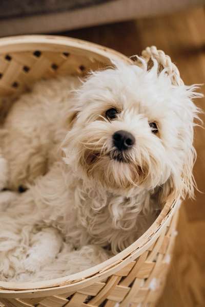 Hundetreffen-Cockapoo- / Doodletreffen in Dortmund-Bild