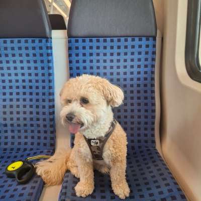 Hundetreffen-Gassi oder Spiel Treff-Bild