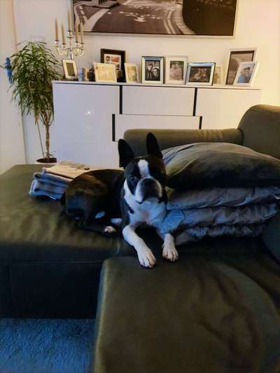 Wo sind hier die Boston Terrier?-Beitrag-Bild