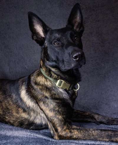 Reinrassige Hunde?-Beitrag-Bild