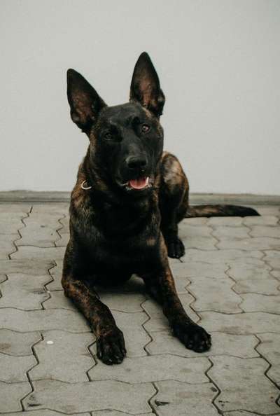 Holländische Schäferhunde-Beitrag-Bild