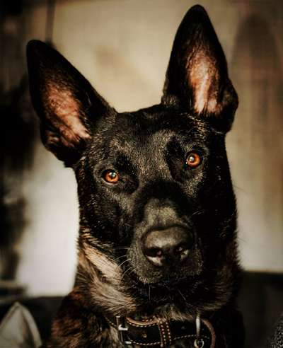 Fotochallange Nr. 57     PORTRÄT.   Beendet!!!!!!!!-Beitrag-Bild