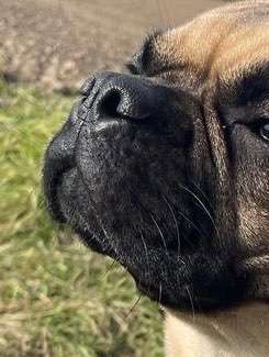 Bilder von Qualzuchten-Beitrag-Bild