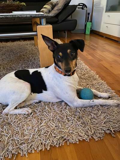 Ratonero Bodeguero Andaluz-Beitrag-Bild