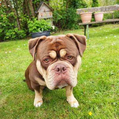Hundetreffen-Spielpartner gesucht-Bild