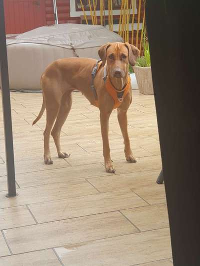 Rhodesian Ridgeback-Beitrag-Bild