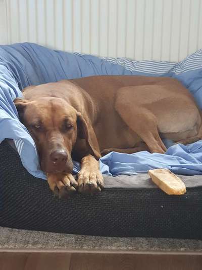 Rhodesian Ridgeback-Beitrag-Bild