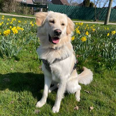 Hundetreffen-Wir suchen ein Gassi-/ Spieldate