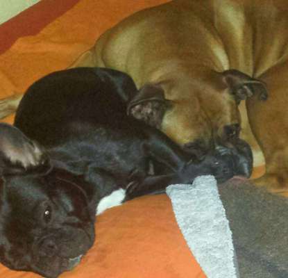 Französische Bulldoggen-Beitrag-Bild