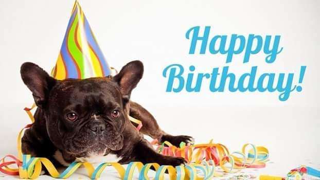 Französische Bulldoggen-Beitrag-Bild