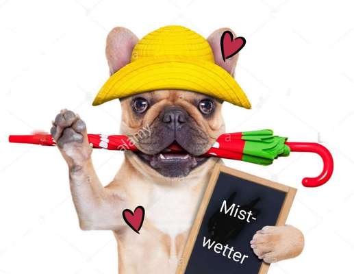 Französische Bulldoggen-Beitrag-Bild