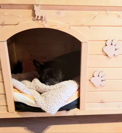 Französische Bulldoggen-Beitrag-Bild