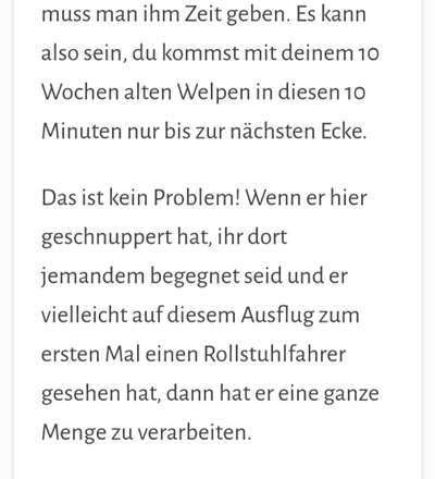 Französische Bulldoggen-Beitrag-Bild