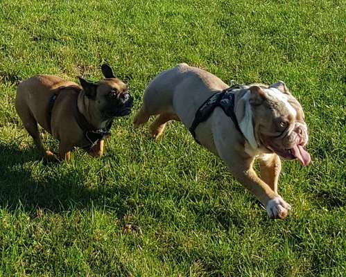 Französische Bulldoggen-Beitrag-Bild