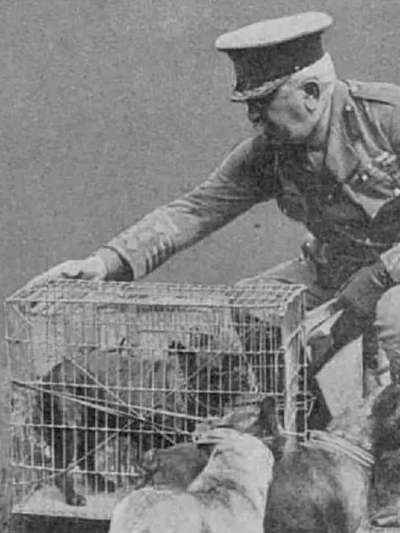 Französische Bulldoggen-Beitrag-Bild