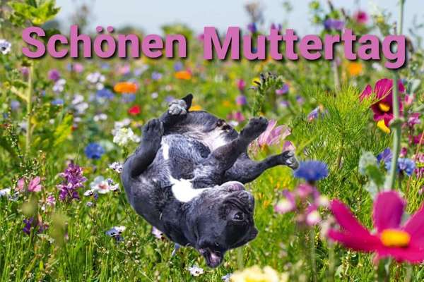 Französische Bulldoggen-Beitrag-Bild