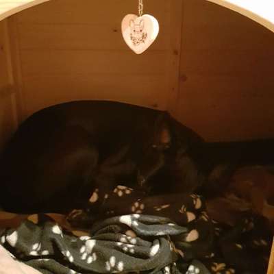 Französische Bulldoggen-Beitrag-Bild