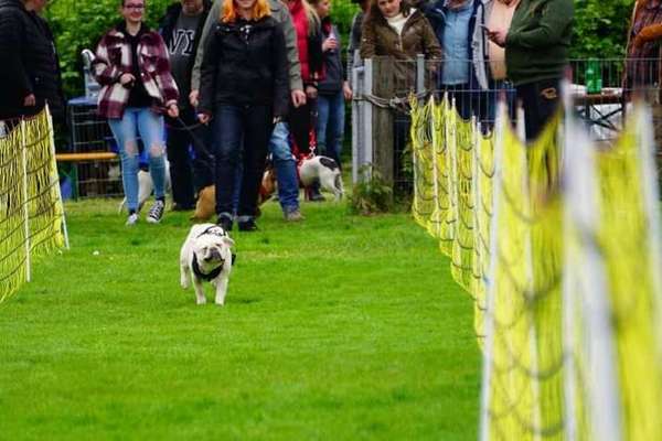 Französische Bulldoggen-Beitrag-Bild