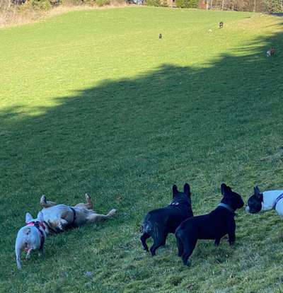 Französische Bulldoggen-Beitrag-Bild