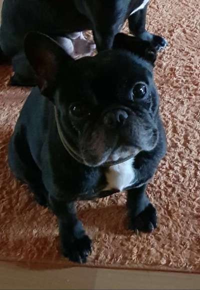 Französische Bulldoggen-Beitrag-Bild