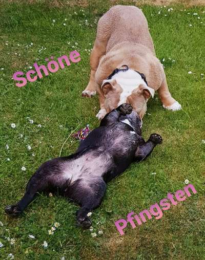 Französische Bulldoggen-Beitrag-Bild