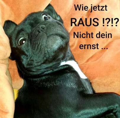 Französische Bulldoggen-Beitrag-Bild