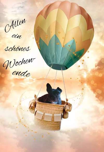 Französische Bulldoggen-Beitrag-Bild